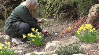 Howto Prune Dogwoods Cornus [upl. by Ennahtur]