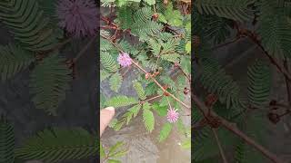 Abandoned Mimosa Pudica Plants [upl. by Eladnar]