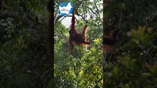 Into the Wild Discovering Orangutans in Kalimantan’s Rainforests indonesia kalimantan orangutans [upl. by Inalaek]