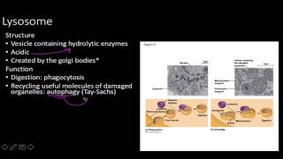 cell strucure and function for human physiology [upl. by Onailime]