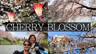 Japan Cherry Blossom Everything you Need to Know  FULL Planning Guide [upl. by Nagirrek917]