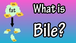 Bile  What Is Bile [upl. by Neih607]