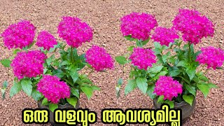 കുഴച്ച മണ്ണിൽ ഒടിച്ചു കുത്തുkerala garden ideas for home Malayalam  pentas lanceolata plant [upl. by Booma]