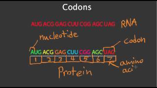 Codons [upl. by Ettenawtna]