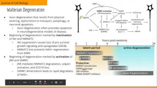 Axonal Autophagy Regulated by GSK3b Phosphorylation of MCL1 [upl. by Naji]