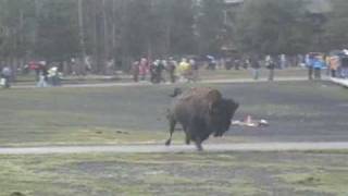 Bison attack at Old Faithful Yellowstone National Park [upl. by Artinak]