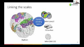 Using the EBRAINS interactive atlas viewer to analyse the brain [upl. by Asaeret]