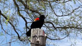 Red Wing Blackbird singing in High Park Toronto [upl. by Allicerp]