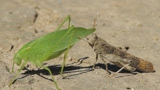 La sauterelle et le criquet  The Katydid and the Grasshopper [upl. by Gingras]