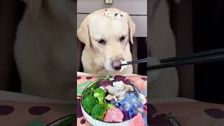 🐶Healthy diet🥦🍎🥗🍌 quot pets dogfood healthydog youtubeshorts [upl. by Assilrac]