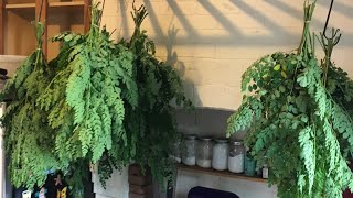 Harvesting  Drying  Powdering MORINGA [upl. by Adelheid778]