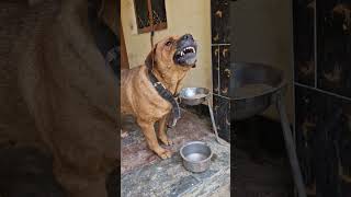 Dog barking sound shorts viralvideo dailyshorts viralshort trending pets [upl. by Kilgore]