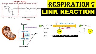 Respiration 7  Link Reaction  Oxidative Decarboxylation of Pyruvic Acid  Acetyl coA Dr Ghanshyam [upl. by Wavell]