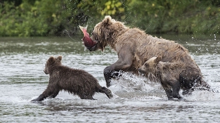 The bears and I  Fishing Bears in Kamchatka Russia [upl. by Tandie]