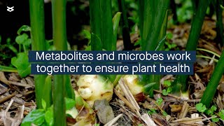 Plant metabolites influence how the plant microbial community forms [upl. by Akirrehs868]