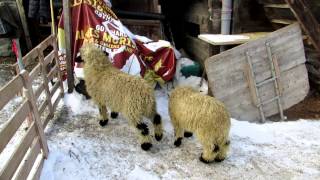 Zermatt Switzerland Sheep Farm 3 [upl. by Aneehsyt190]