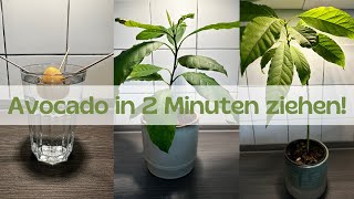 Avocado in nur 2 Minuten selber ziehen🥑✅ [upl. by Auhel]