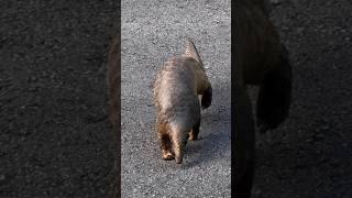 pangolin crossing the road [upl. by Dehlia]