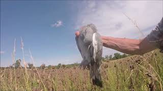 ouverture de la chasse 2018 2019 chasse aux pigeons [upl. by Liuqnoj59]