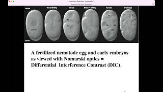 C elegans nematode BIO305 Developmental Biology David Champlin USM [upl. by Snej]