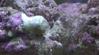 My 10 Gal Nano Reef Day 241 Stomatella Snail [upl. by Cecily117]