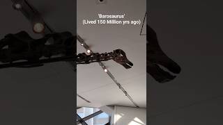 Barosaurus on Display at the Royal Ontario Museum [upl. by Esdras]