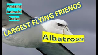 Albatross facts 🦅 which bird has longest wingspan 🤔 [upl. by Higginbotham]