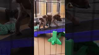 GSP Puppy Socialization  Puppy Playtime [upl. by Rock]