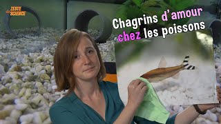 Les poissons aussi ont des chagrins damour  ZdS30 [upl. by Kera]