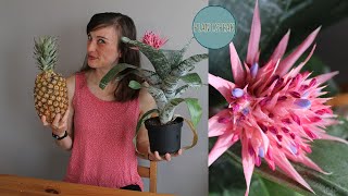 BROMELIAD easy houseplantAechmea fasciatatips and trickspropagating pupsgrowing [upl. by Klecka]