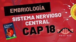 CAP 18SISTEMA NERVIOSO CENTRALEMBRIOLOGÍA MÉDICA DE LANGMANRESUMENPODCASTAUDIO [upl. by Fair939]