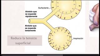 Surfactante pulmonar [upl. by Auqenahc]