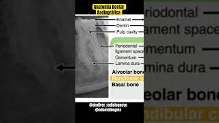 Anatomía Dental Radiográfica shorts anatomiadental radiologiadental radiologiaodontologica [upl. by Nnaul]