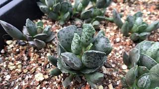 Adromischus cooperi Var多肉植物辨識 海豹天章 [upl. by Ielirol]