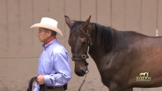 Learning to Use The Dually Halter [upl. by Goodspeed]