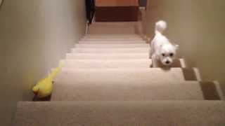 Parrot vs Dog Stairmaster [upl. by Cuhp]