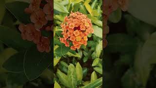 Ixora chinensis LamIxora chinensisRongontrending shortshortvideoshortsfeed naturesubscribe [upl. by Aikar]