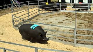 FAST and FATRosaires Racing Pigs [upl. by Snapp]