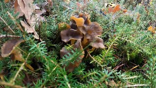 Vamos por cantharellus 🍂 encontramos niscalos y lenguas de vaca 🍁 [upl. by Eelytsirk]