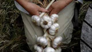 plaiting the garlic crop [upl. by Lorin]