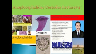 Anoplocephalidae Cestodes Lecture4 [upl. by Merdith767]