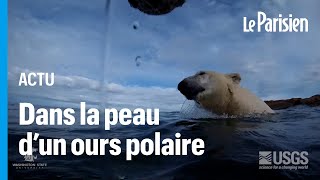 Réchauffement climatique  dans la peau dun ours blanc au Canada [upl. by Anaitsirc]