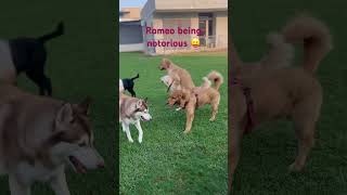 Naughty Romeo  Inhouse Pet hostel at Mohali  Pets vacation destination pets daycare love dog [upl. by Sanoj176]