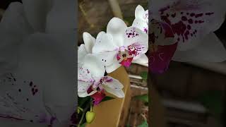 Pretty white orchids 💞🤍💞 [upl. by Elegna523]