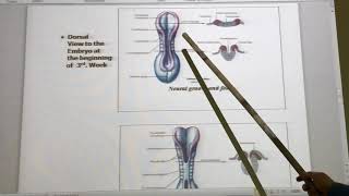 General embryology 15  Neurulation  by dr Wahdan [upl. by Ausoj]