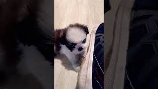 shih tzu puppies barking 🐶🐶 youtube ▶️choraup81aalavlog puppylovers viralvideo trending [upl. by Mettah]