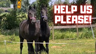 Help us We hate it here  Friesian Horses [upl. by Einnek98]