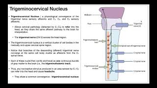 The Trigeminocervical Nucleus EXPLAINED [upl. by Spear919]