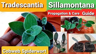 Tradescantia Propagation [upl. by Melvin801]