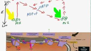 Cyclic and noncyclic photophosphorylationmp4 [upl. by Ynffit]